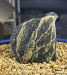 바위솔 화분장식용 자연석 : 바위솔 - 엑스플랜트