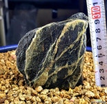 바위솔 화분장식용 자연석 : 바위솔 - 엑스플랜트