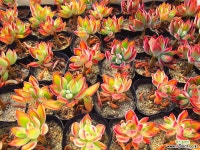 부용랜덤(묵둥이) : 천원상품 - 엑스플랜트