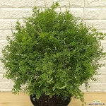 애니시다75 - 공기정화식물 : 공기정화식물 - 엑스플랜트