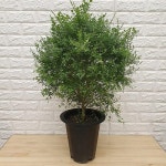 공기정화식물 - 엑스플랜트