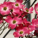 [나무인]접목꽃산딸 미산딸 체로키치프 묘목 : 꽃나무 묘목 - 엑스플랜트