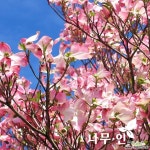 [나무인]접목꽃산딸 미산딸 체로키치프 묘목 : 꽃나무 묘목 - 엑스플랜트