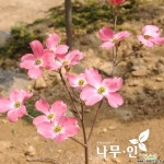[나무인]접목꽃산딸 미산딸 체로키치프 묘목 : 꽃나무 묘목 - 엑스플랜트