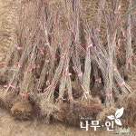[나무인]접목꽃산딸 미산딸 체로키치프 묘목 : 꽃나무 묘목 - 엑스플랜트