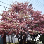 [나무인]접목꽃산딸 미산딸 체로키치프 묘목 : 꽃나무 묘목 - 엑스플랜트