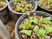 홍초롱 : 야생화 - 엑스플랜트