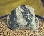 바위솔 화분장식용 수석 : 바위솔 - 엑스플랜트