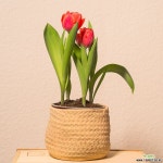 집에서 꽃피는 잘자람 추식 튤립 포트분 포트묘 : 구근류 - 엑스플랜트 집에서 꽃피는 잘자람 추식 튤립 포트분 포트묘  : 구근류 - 엑스플랜트