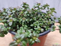 백리향 : 야생화 - 엑스플랜트