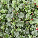 덴마크무궁화 : 관엽식물 - 엑스플랜트