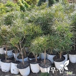 금송 나무 키60 에서 70cm : 꽃나무 묘목 - 엑스플랜트