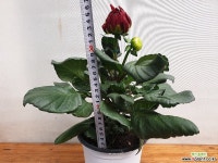 얼큰이 다알리아(초등하교화단에서보던 얼굴큰 달리아예요) : 공기정화식물 - 엑스플랜트