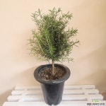 로즈마리(중품)외목대 허브식물 라벤더 허브키우기 향기좋은식물 : 허브 - 엑스플랜트