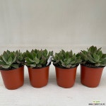 부용 4개묶음 공기정화식물 반려식물 온누리꽃농원 : 공기정화식물 - 엑스플랜트