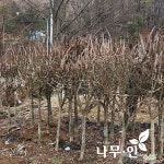화살나무독립수 키1.5m 지름6cm : 조경나무 묘목 - 엑스플랜트