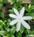 쟈스민 백조자스민 향기나는꽃 엑스플랜트 엑플 : 관엽식물 - 엑스플랜트