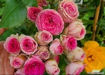 4계명품유럽장미.슈퍼센세이션.old rose 향기.예쁜핑크색(꽃형 아주 예쁜형).꽃송이예쁨.울타리.월동가능. : 꽃나무 묘목 - 엑스플랜트