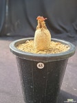 유포르비아 라바티 (Euphorbia Labati) 아프리카식물 : 아프리카식물(코덱스) - 엑스플랜트