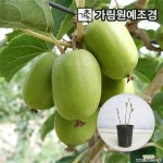 다래나무 묘목 일세다래 슈퍼왕다래 자가수정 가림원예조경 : 과일/열매 나무 묘목 - 엑스플랜트