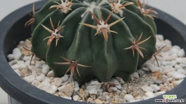 단자능파 : 아프리카식물 - 엑스플랜트