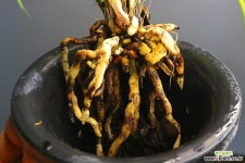 한국춘란 화순 중투 : 춘란 - 엑스플랜트