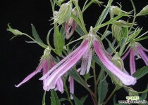 홍사초롱꽃 : 야생화 - 엑스플랜트