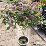 홍싸리나무(야생화)420 : 공기정화식물 - 엑스플랜트