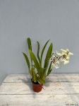 화이트페어리/횐색꽃/화사한느낌/35cm : 기타 서양란 - 엑스플랜트