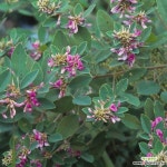 싸리나무 (홍싸리) 화분묘[같이가치농원] : 꽃나무 묘목 - 엑스플랜트