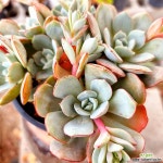 섭코림보사자연군생64-26 : 다육식물 - 엑스플랜트