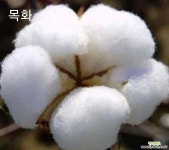 (씨앗)목화씨앗(5립) : 꽃/야생화 씨앗 - 엑스플랜트