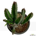 대화서각 : 다육식물 - 엑스플랜트