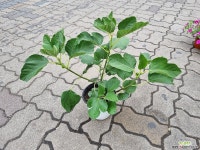 튼실해 달콤이 무화과 착한가격 : 공기정화식물 - 엑스플랜트