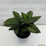 칼라데아 뷰티스타 중품 무늬 칼라데아 : 공기정화식물 - 엑스플랜트