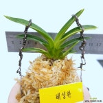 해성환 : 풍란 부귀란(명품관) - 엑스플랜트