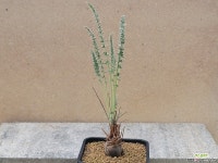 아프리카식물/라파세움-3086 아프리카농장 : 아프리카식물(코덱스) - 엑스플랜트