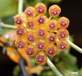 호야.엔다우엔시스.예쁜오렌지색.꽃색깔예뻐요.향기좋은향.인테리어효과.공기정화식물.인기상품. : 공기정화식물 - 엑스플랜트