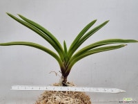 청명전 - 엑스플랜트