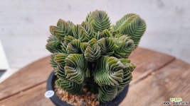 부다템플 : 선인장 - 엑스플랜트