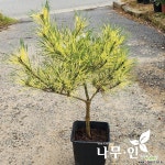 황금소나무(사피송)분뜨기 : 꽃/야생화 씨앗 - 엑스플랜트