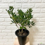 만리향나무 묘목 (초특가행사100명만) 만리향키우기 만리향 : 공기정화식물 - 엑스플랜트