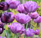 ❰꽃정이❱ 튤립 구근5구 블루 스펙타클( blue spectacle) /봄꽃 야생화 추식구느 : 구근류 - 엑스플랜트