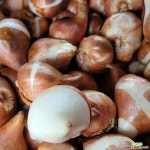 ❰꽃정이❱ 튤립 구근5구 블루 스펙타클( blue spectacle) /봄꽃 야생화 추식구느 : 구근류 - 엑스플랜트