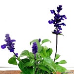 꽃나무팜 블루세이지 사루비아 샐비어 노지월동 야생화 다년초 청사루비아 청샐비어 향기좋은식물 : 야생화 - 엑스플랜트