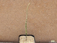 아프리카식물/트라시안드라 토르틸리스-3386 아프리카농장 : 아프리카식물(코덱스) - 엑스플랜트