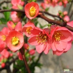 가시조금있는 명자나무 진분홍 분묘 정원수 꽃나무 : 꽃나무 묘목 - 엑스플랜트