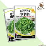 웨이브그린볼버터헤드 1000립 세계종묘 잎채류 씨앗 : 채소/곡물 씨앗 - 엑스플랜트