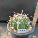122. Homalocephala texensis 능파 : 선인장 - 엑스플랜트 122. Homalocephala texensis 