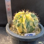 133.영운금 Melocactus bahiensis var. variegata : 선인장 - 엑스플랜트